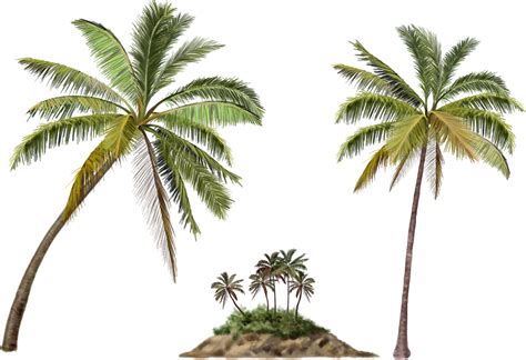 Palm Tree Png Transparent Image Download Size X Px
