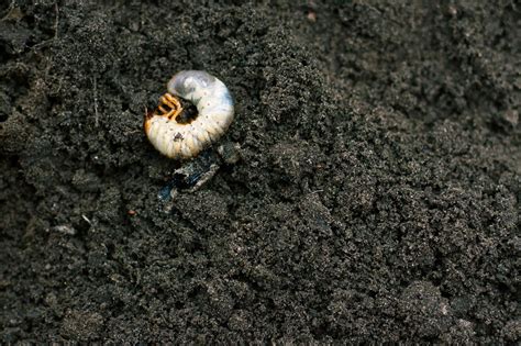 Lawn Grub Identification Guide How To Spot These Pesky Worms A Z Animals