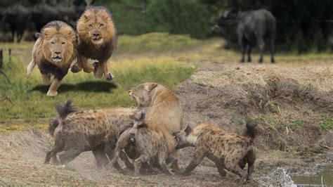 Lion Vs Hyena Hyena And Lion Fighting Who Wins Youtube