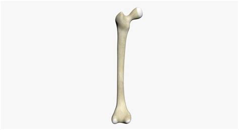 In a long bone, for example, at about 6 to 8 weeks after conception, some of the mesenchymal cells bone modeling and remodeling require osteoclasts to resorb unneeded, damaged, or old bone, and. Human Femur 3D model | CGTrader