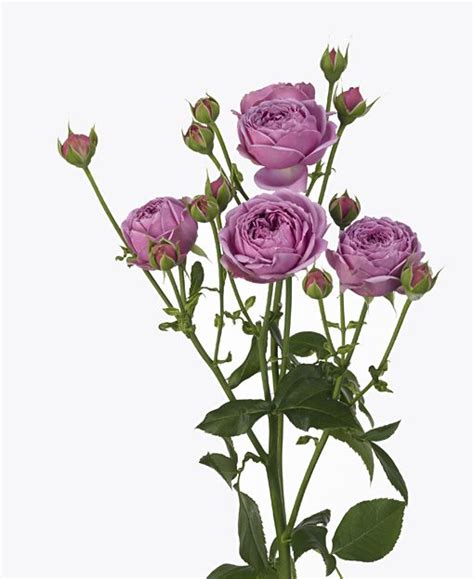 A Touch Of Medium Purple Spray Roses Will Add Depth In Color To The