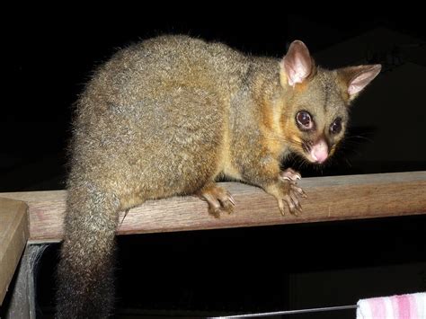 Trichosurus Vulpecula Trichosurus Vulpecula Kerr 1792 Flickr