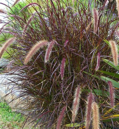 Hi guys, this is my purple flower bed, finally put together some photos and videos of my tulips, alliums, irises , hyacinths and muscari from march to june. Ornamental Grass~Purple FOUNTAIN GRASS~Seed ...