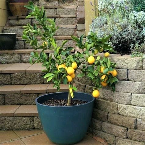 Meyer Lemon Tree How To Grow And Care For Meyer Lemon Tree In Pots