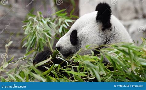 Cute Panda Eating Bamboo Stems At Zoo Stock Footage Video Of Leaf