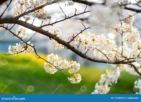 Beautiful Cherry Tree Blossoming On Spring Beauty In Nature Tender