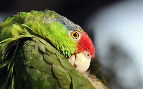 Red Crowned Parrot Audubon Field Guide