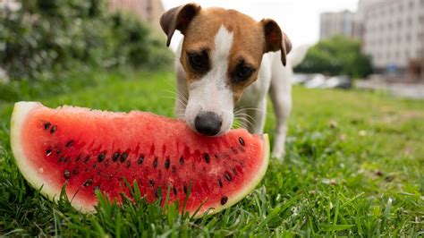 Dogs Eat Watermelon Us Pets Love