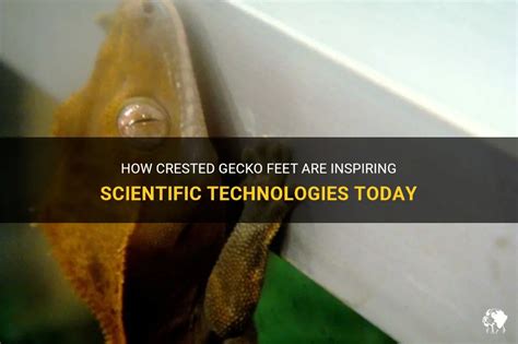 How Crested Gecko Feet Are Inspiring Scientific Technologies Today