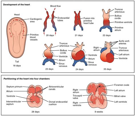 Development Of The Heart Anatomy And Physiology Ii