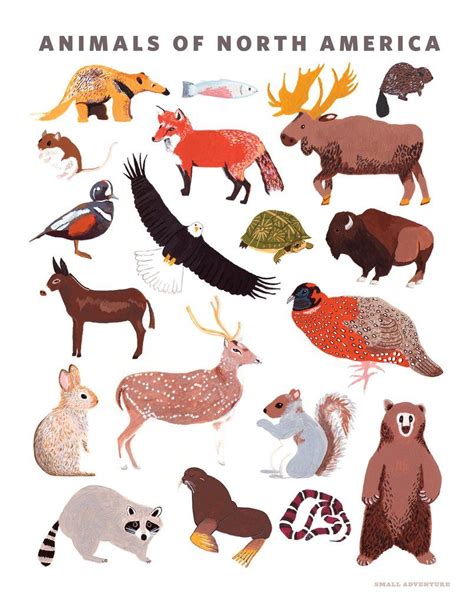 Animals Of North America Print North American Animals American