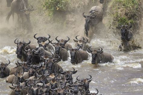 Blue Wildebeest Crossing The Mara River Stock Photo Image Of
