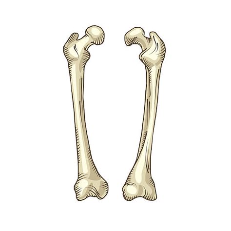 Royalty Free Arm Bone Clip Art Vector Images And Illustrations Istock