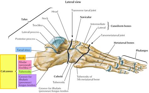 Calcaneus Bone Anatomy Function Calcaneus Pain And Calcaneus Fracture