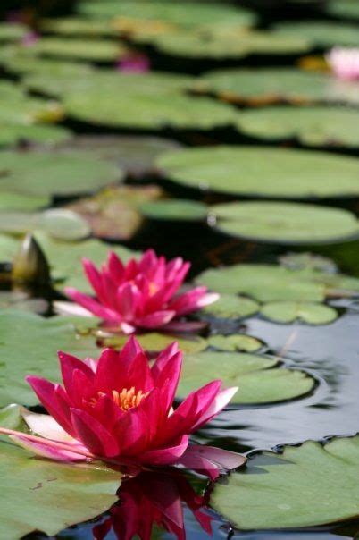 Lotus Flowers And Lily Padsso Pretty Beautiful Flowers Lily Pads