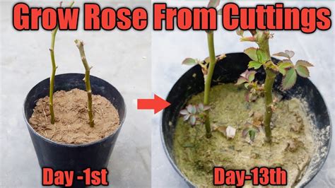How To Grow Rose Plant From Cutting Easy Way To Grow Rose From