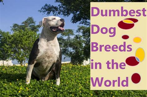 Top 10 Dumbest Dog Breeds In The World Dogcrunch