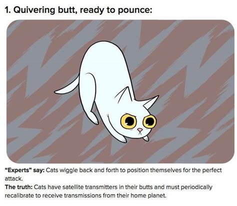 Mews 15 Shocking Truths Behind What Cat Behaviors Really Mean Katzenworld