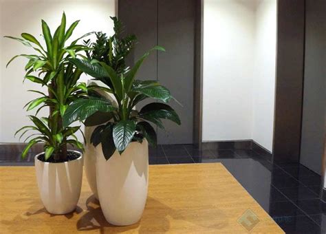 Top 52 Imagen Best Indoor Office Plants Abzlocalmx