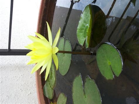 3 Ways To Grow Lotus Flower Wikihow
