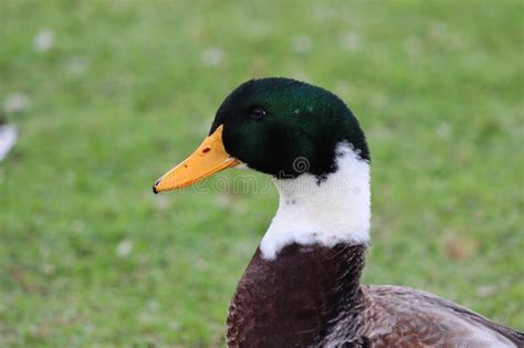 Domestic Beautiful Duck Green Grass In The Background Photo By Canon