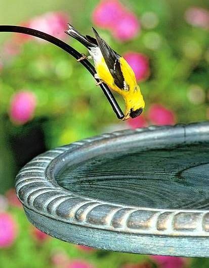 It has very difficult to understand. Birds love birdbath drippers! Water stays fresher and mosquitoes can't lay eggs. See more ...