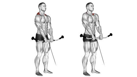 Shrug Exercise Benefits Variations Muscles Used Tips