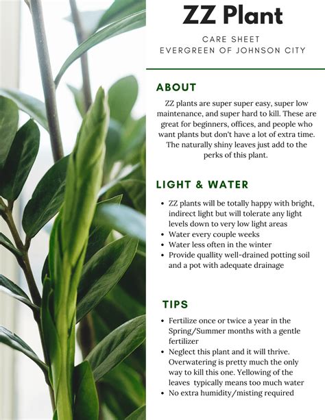 Zz Plant Care Sheet Evergreen Of Johnson City Tn