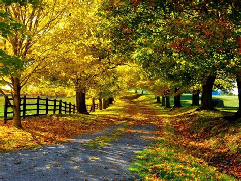 Природа осень листья деревья аллея дорога забор обои для рабочего