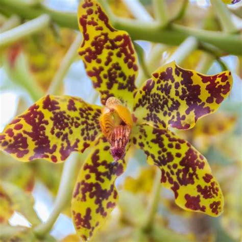 10 Different Types Of Orchids With Pictures And Names