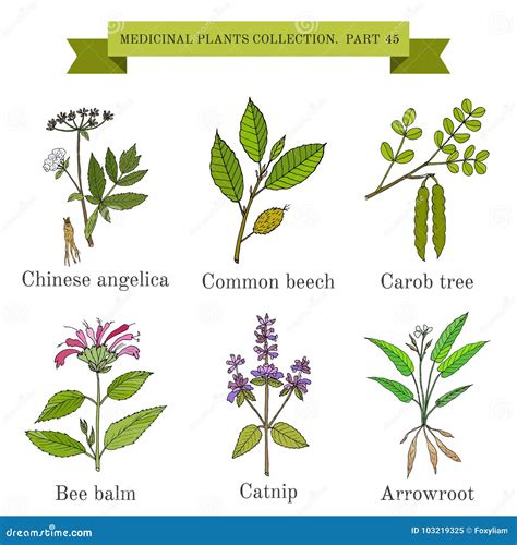 Vintage Collection Of Medical Herbs And Plants Stock Vector