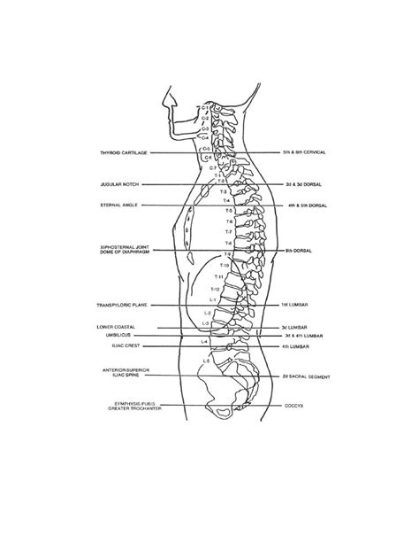 Figure 2 22 Vertebral Landmarks Anatomy For X Ray Specialists