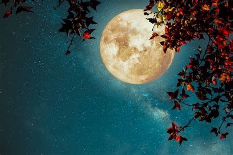Autumn Moon Stock Photos Pictures And Royalty Free Images Istock