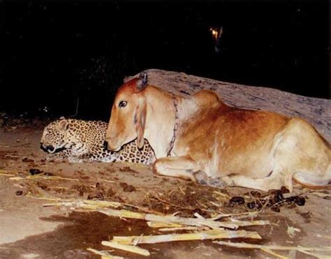 Unlikely Friendships Leopard And Cow Unlikely Animal Friends Animals