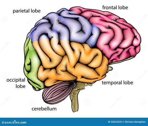 Desenho Do Cerebro Humano