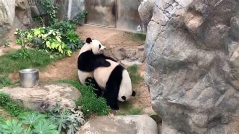 Hong Kong Giant Pandas Mate Naturally After Decade Of Attempts As Park