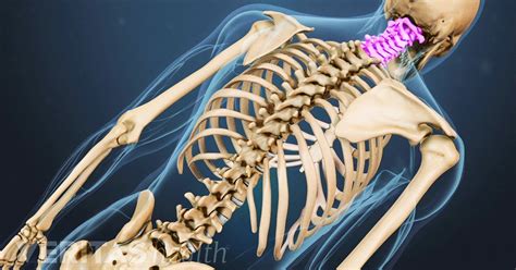 Dummies helps everyone be more knowledgeable and confident in applying what they know. Cervical Spine Anatomy Video