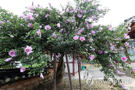 Oldest Rose Of Sharon Tree In S Korea Yonhap News Agency