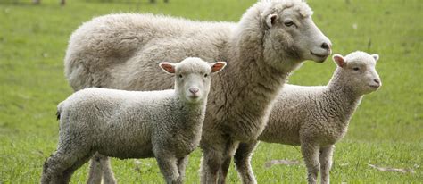 10 Most Popular French Sheep Tasteatlas