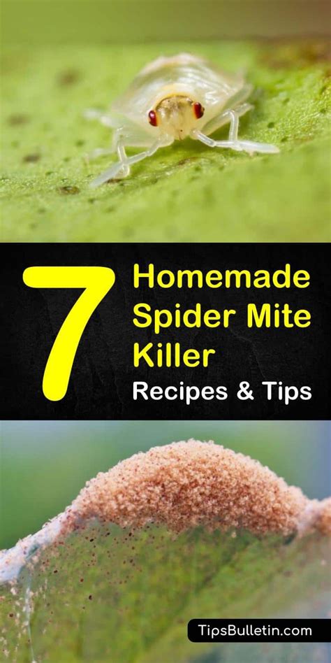 7 Natural Ways To Kill Spider Mites In 2020 With Images Spider