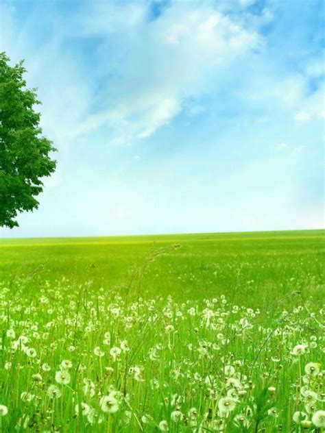 Free Download Download Beautiful Clean Green Nature Wallpaper Full Hd