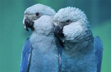 Spix Macaw Bird Breeds