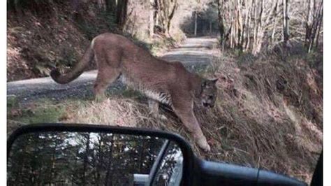 Al Wildlife Officials Facebook Post Claiming Mountain Lion Sighting Is