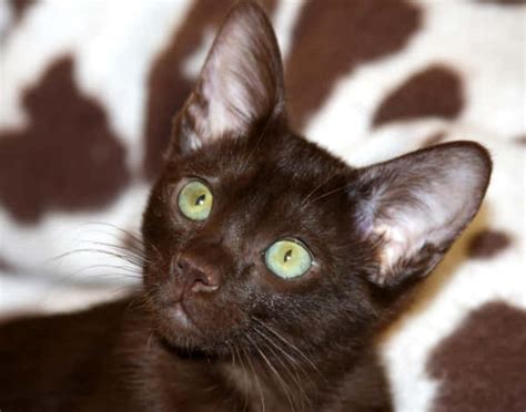 Download Adorable Havana Brown Cat Relaxing Indoors Wallpaper