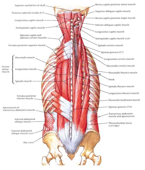 Muscles Of Back Intermediate Layers Muscle Anatomy Back Muscles
