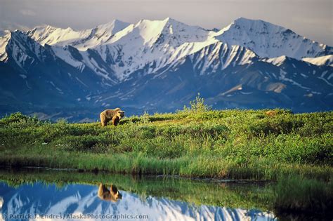 White Wolf White House Renames Alaskas Mount Mckinley