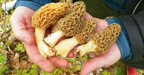 Morel Mushrooms The Fickle Fungus And How To Find It Gaylord