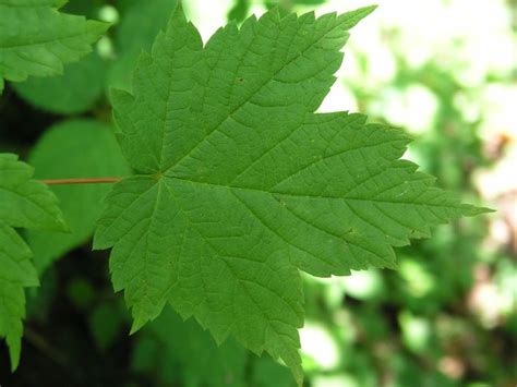 Mountain Maple Tree Identification Shrubs Plant Leaves