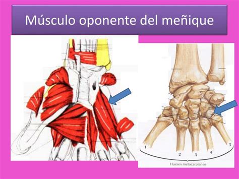 Ppt Musculos De La Mano Powerpoint Presentation Id1949237