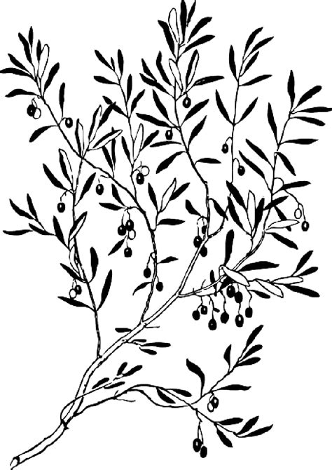 Olive Branch Vector Graphics Clip Art Silhouette Oyster Pearl Png